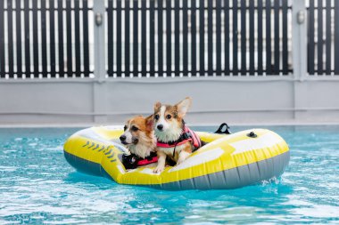 Mayolu Mutlu Corgi diğer köpeklerle birlikte yüzme havuzunda su oyununun tadını çıkarıyor.
