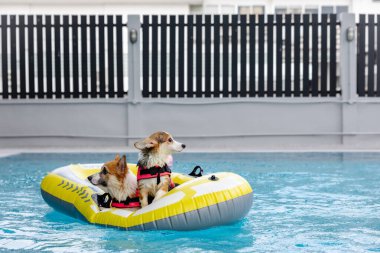 Mayolu Mutlu Corgi diğer köpeklerle birlikte yüzme havuzunda su oyununun tadını çıkarıyor.