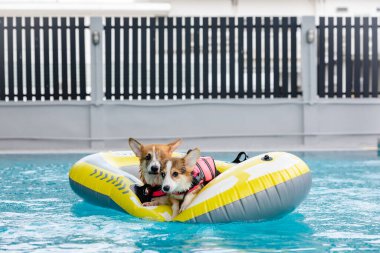 Mayolu Mutlu Corgi diğer köpeklerle birlikte yüzme havuzunda su oyununun tadını çıkarıyor.
