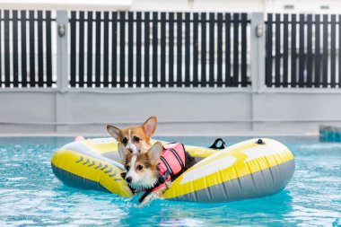 Mayolu Mutlu Corgi diğer köpeklerle birlikte yüzme havuzunda su oyununun tadını çıkarıyor.