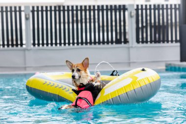 Mayolu Mutlu Corgi diğer köpeklerle birlikte yüzme havuzunda su oyununun tadını çıkarıyor.