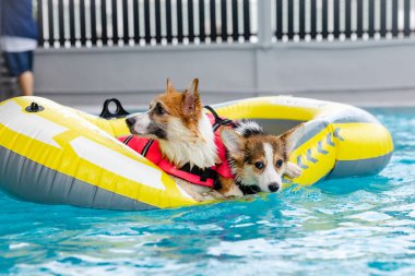 Mayolu Mutlu Corgi diğer köpeklerle birlikte yüzme havuzunda su oyununun tadını çıkarıyor.