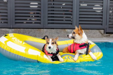 Mayolu Mutlu Corgi diğer köpeklerle birlikte yüzme havuzunda su oyununun tadını çıkarıyor.