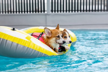 Mayolu Mutlu Corgi diğer köpeklerle birlikte yüzme havuzunda su oyununun tadını çıkarıyor.