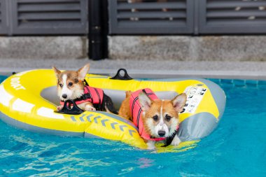 Mayolu Mutlu Corgi diğer köpeklerle birlikte yüzme havuzunda su oyununun tadını çıkarıyor.