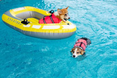 Mayolu Mutlu Corgi diğer köpeklerle birlikte yüzme havuzunda su oyununun tadını çıkarıyor.