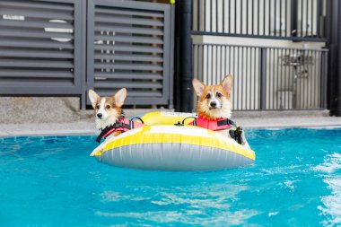 Mayolu Mutlu Corgi diğer köpeklerle birlikte yüzme havuzunda su oyununun tadını çıkarıyor.