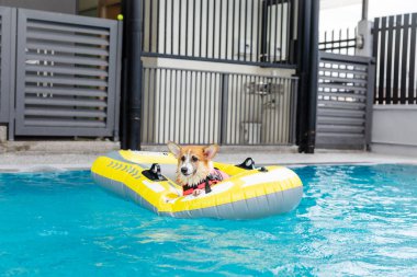 Mayolu Mutlu Corgi diğer köpeklerle birlikte yüzme havuzunda su oyununun tadını çıkarıyor.