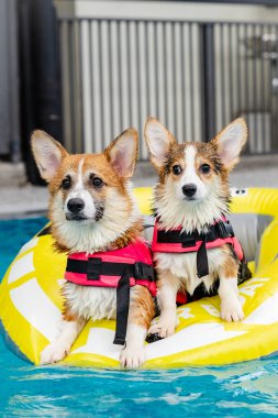 Mayolu Mutlu Corgi diğer köpeklerle birlikte yüzme havuzunda su oyununun tadını çıkarıyor.