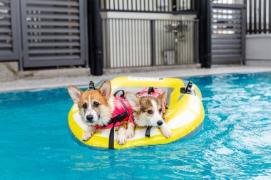 Mayolu Mutlu Corgi diğer köpeklerle birlikte yüzme havuzunda su oyununun tadını çıkarıyor.