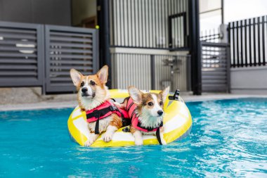 Mayolu Mutlu Corgi diğer köpeklerle birlikte yüzme havuzunda su oyununun tadını çıkarıyor.