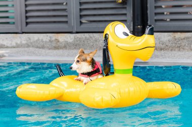 Mayolu Mutlu Corgi diğer köpeklerle birlikte yüzme havuzunda su oyununun tadını çıkarıyor.