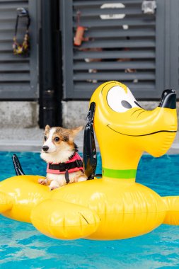 Mayolu Mutlu Corgi diğer köpeklerle birlikte yüzme havuzunda su oyununun tadını çıkarıyor.