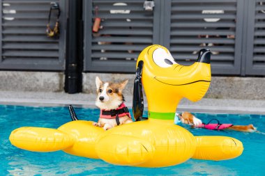 Mayolu Mutlu Corgi diğer köpeklerle birlikte yüzme havuzunda su oyununun tadını çıkarıyor.