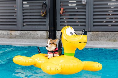 Mayolu Mutlu Corgi diğer köpeklerle birlikte yüzme havuzunda su oyununun tadını çıkarıyor.