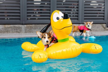 Mayolu Mutlu Corgi diğer köpeklerle birlikte yüzme havuzunda su oyununun tadını çıkarıyor.