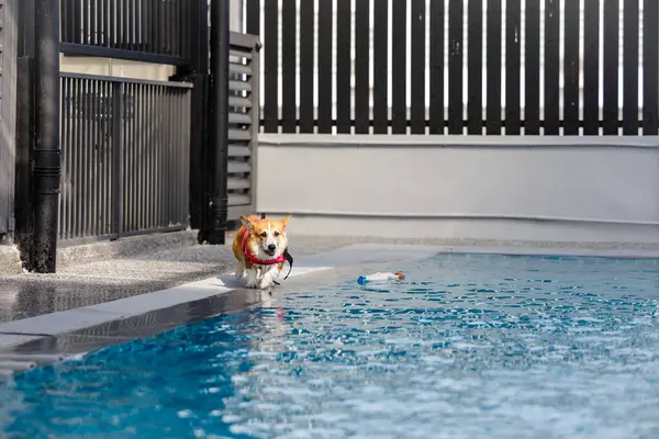 Mayolu Mutlu Corgi diğer köpeklerle birlikte yüzme havuzunda su oyununun tadını çıkarıyor.