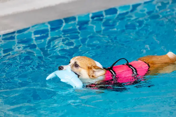 Mayolu Mutlu Corgi diğer köpeklerle birlikte yüzme havuzunda su oyununun tadını çıkarıyor.
