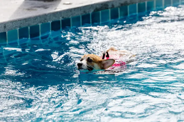 Mayolu Mutlu Corgi diğer köpeklerle birlikte yüzme havuzunda su oyununun tadını çıkarıyor.