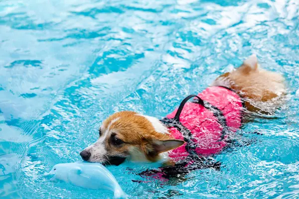 Mayolu Mutlu Corgi diğer köpeklerle birlikte yüzme havuzunda su oyununun tadını çıkarıyor.