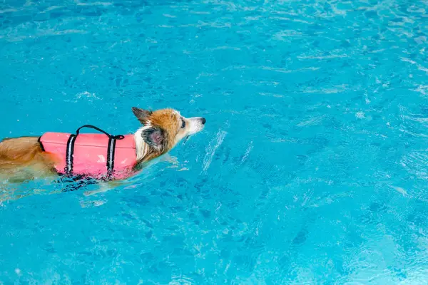 Mayolu Mutlu Corgi diğer köpeklerle birlikte yüzme havuzunda su oyununun tadını çıkarıyor.