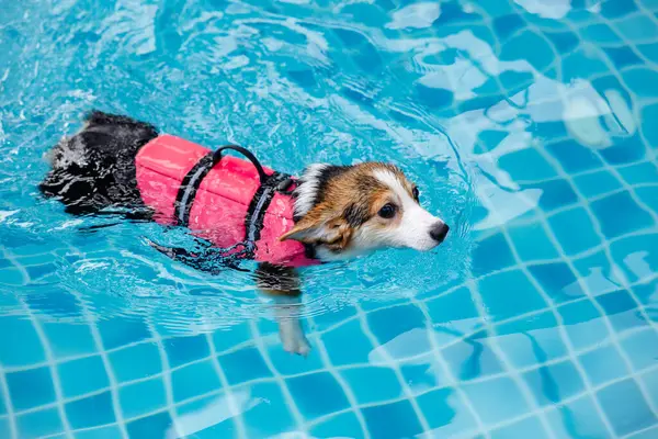 Mayolu Mutlu Corgi diğer köpeklerle birlikte yüzme havuzunda su oyununun tadını çıkarıyor.