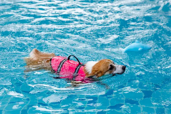 Mayolu Mutlu Corgi diğer köpeklerle birlikte yüzme havuzunda su oyununun tadını çıkarıyor.