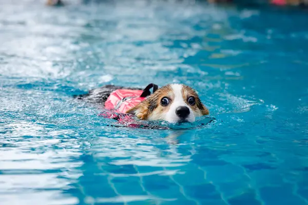 Mayolu Mutlu Corgi diğer köpeklerle birlikte yüzme havuzunda su oyununun tadını çıkarıyor.