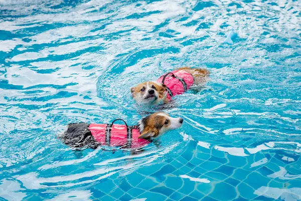 Mayolu Mutlu Corgi diğer köpeklerle birlikte yüzme havuzunda su oyununun tadını çıkarıyor.