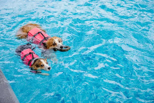 Mayolu Mutlu Corgi diğer köpeklerle birlikte yüzme havuzunda su oyununun tadını çıkarıyor.