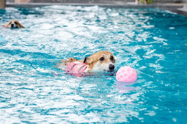 Mayolu Mutlu Corgi diğer köpeklerle birlikte yüzme havuzunda su oyununun tadını çıkarıyor.