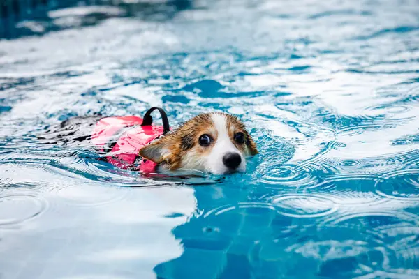 Mayolu Mutlu Corgi diğer köpeklerle birlikte yüzme havuzunda su oyununun tadını çıkarıyor.
