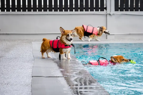 Mayolu Mutlu Corgi diğer köpeklerle birlikte yüzme havuzunda su oyununun tadını çıkarıyor.