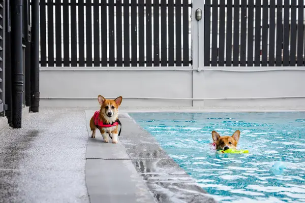 Mayolu Mutlu Corgi diğer köpeklerle birlikte yüzme havuzunda su oyununun tadını çıkarıyor.