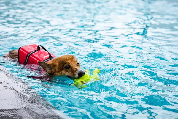 Mayolu Mutlu Corgi diğer köpeklerle birlikte yüzme havuzunda su oyununun tadını çıkarıyor.