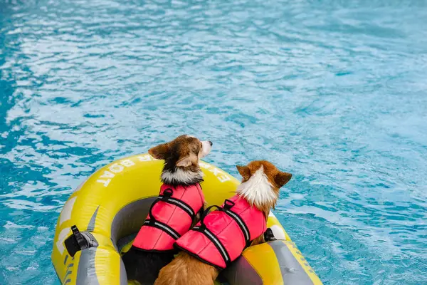 Mayolu Mutlu Corgi diğer köpeklerle birlikte yüzme havuzunda su oyununun tadını çıkarıyor.