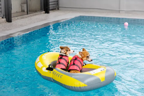 Mayolu Mutlu Corgi diğer köpeklerle birlikte yüzme havuzunda su oyununun tadını çıkarıyor.