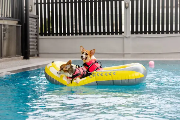 Mayolu Mutlu Corgi diğer köpeklerle birlikte yüzme havuzunda su oyununun tadını çıkarıyor.
