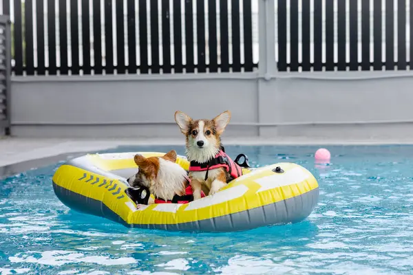 Mayolu Mutlu Corgi diğer köpeklerle birlikte yüzme havuzunda su oyununun tadını çıkarıyor.