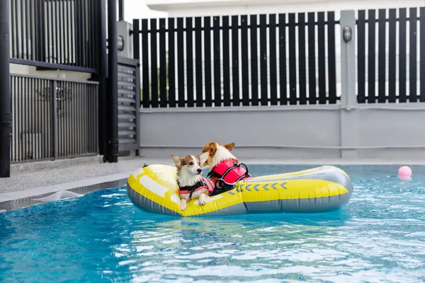 Mayolu Mutlu Corgi diğer köpeklerle birlikte yüzme havuzunda su oyununun tadını çıkarıyor.