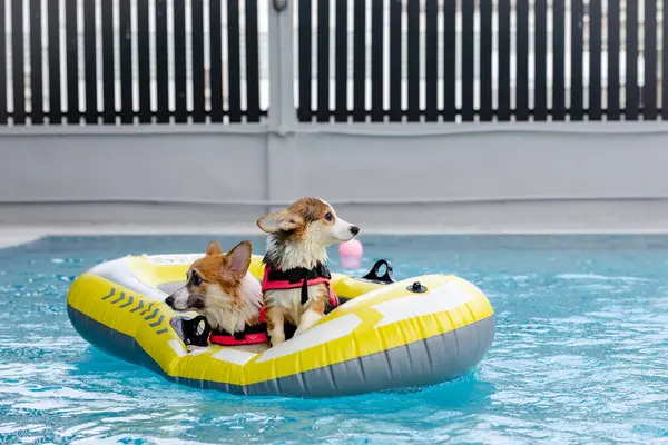 Mayolu Mutlu Corgi diğer köpeklerle birlikte yüzme havuzunda su oyununun tadını çıkarıyor.