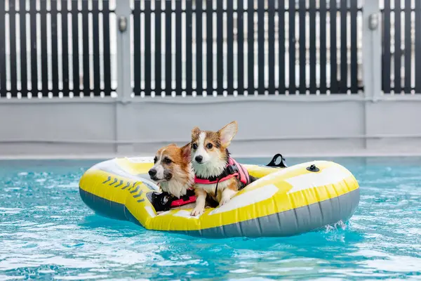 Mayolu Mutlu Corgi diğer köpeklerle birlikte yüzme havuzunda su oyununun tadını çıkarıyor.