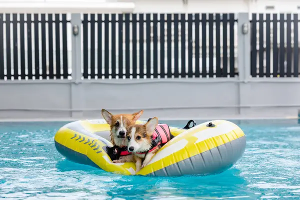 Mayolu Mutlu Corgi diğer köpeklerle birlikte yüzme havuzunda su oyununun tadını çıkarıyor.