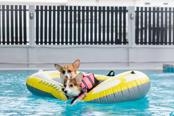 Mayolu Mutlu Corgi diğer köpeklerle birlikte yüzme havuzunda su oyununun tadını çıkarıyor.