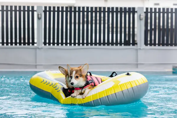 Mayolu Mutlu Corgi diğer köpeklerle birlikte yüzme havuzunda su oyununun tadını çıkarıyor.