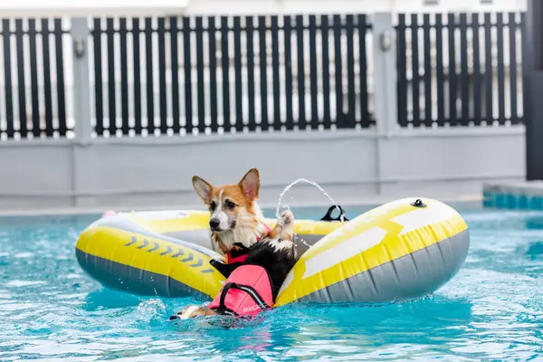 Mayolu Mutlu Corgi diğer köpeklerle birlikte yüzme havuzunda su oyununun tadını çıkarıyor.