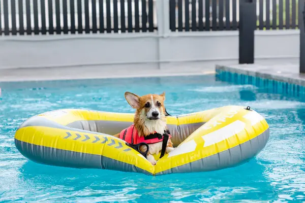 Mayolu Mutlu Corgi diğer köpeklerle birlikte yüzme havuzunda su oyununun tadını çıkarıyor.