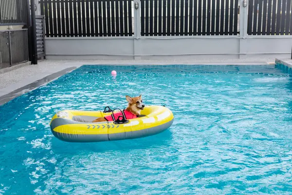 Mayolu Mutlu Corgi diğer köpeklerle birlikte yüzme havuzunda su oyununun tadını çıkarıyor.