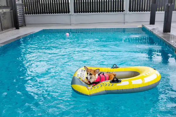 Mayolu Mutlu Corgi diğer köpeklerle birlikte yüzme havuzunda su oyununun tadını çıkarıyor.