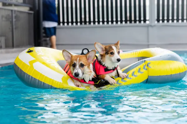 Mayolu Mutlu Corgi diğer köpeklerle birlikte yüzme havuzunda su oyununun tadını çıkarıyor.